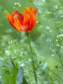 欢乐颂之樊胜美