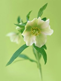 轻茶