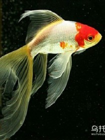 灵魂的诅咒_d972