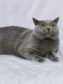 神探猫四爷