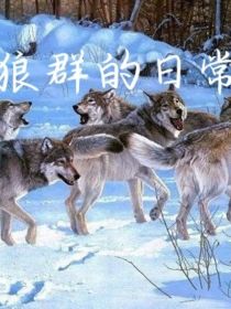 狼群的日常