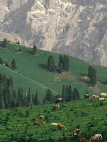 她与三小只的故事集