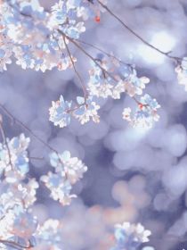 叶罗丽：白茶清风